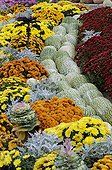 Cucurbits chrysantemi and cabbage in autumn Doubs 