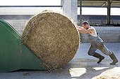 Farmer pushing a straw bale into a bucket Italy