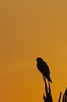 Silhouette de rapace diurne au crépuscule RN de Masaï Mara