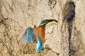 Common Kingfisher bringing a fish to the nest France