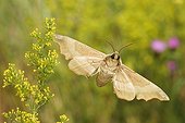 Lime Hawk-Moth flying near an inflorescence France