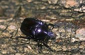 Violet Rose Chafer