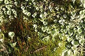 Lichen Cladonia and moss in Brittany France