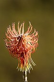 Rocket pincushion Region Paarl South Africa 