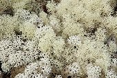 Lichens in the maquis New Caledonia ; These lichens are found in scrub on mineral soil with ferruginous cuirass. 