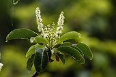 Flowers of Terminalia in dry forest New Caledonia ; Owned by Mr Metzdorf 