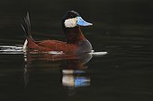 Male ruddy duck in breeding plumage France