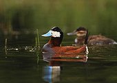 Male ruddy duck in breeding plumage France
