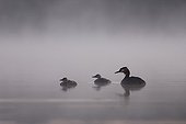 Crested Grebe and chicks on a pond Pays de la Loire France