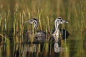 Crested Grebe chicks on a pond Pays de la Loire France