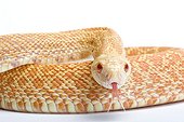 Albino bull snake studio ; Origin: USA, Mexico 