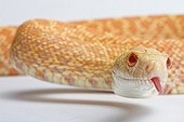 Portrait of Albino bull snake studio ; Origin: USA, Mexico 
