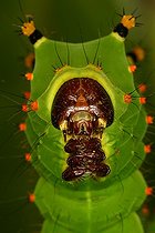 Chenille d'Actias dans un élevage privé ; Originaire du Sud est asiaique Thailande jusqu'au Japon et Bornéo.
