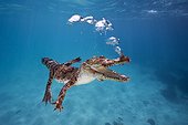 Saltwater Crocodile expires underwater Australia ; Story "Meeting with a Saltwater Crocodile"