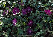 Common periwinkle 'Atropurpurea' in bloom in a garden
