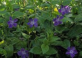 Common periwinkle in bloom in a garden