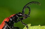 Coleoptere cleaning its antennae Moeraske Evere