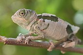 Young helmeted chameleon Yemen moulting