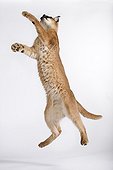 Caracal jumping to catch something Africa  ; Distribution: Africa to India