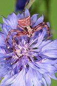 Crab Spider at steal on a flower in a shrubland