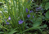 Common periwinkle and largeleaf brunnera in a garden
