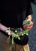 Plantation of dyer's woad in a garden