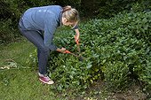 A woman cutting a Greater Periwinkle in June
