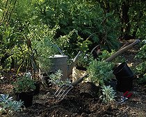 Plantation of perrenials in a garden