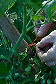 Staking of tomato plants in a kitchen garden in Provence