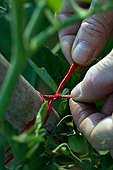 Staking of tomato plants in a kitchen garden in Provence