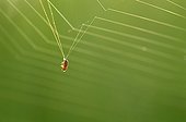 Small beetle in a bad position in a web of Epeire