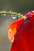 Drops of dew on a poppy in the Gers