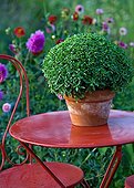 Basil on a garden table in Provence France