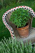 Basil on a garden armchair in Provence France