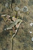Lime Hawk Moth on rock at night Spain