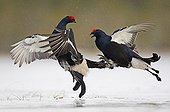 Black grouse males fighting in the snow Finland 