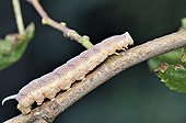 Lime Hawk-Moth caterpillar on a Linden branch Correze France