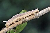 Lime Hawk-Moth caterpillar on a Linden branch Correze France