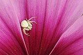 Crab spider on Cosmos flower in a garden Correze France