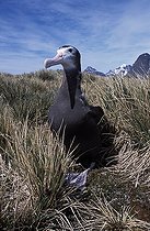 Jeune Albatros hurleur marchant dans une lande halophile
