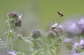 Bee flying over a field of Notchleaf Alsace