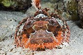 Tassled Scorpionfish in the Red Sea Egypt
