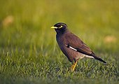 Common Myna in grass Sultanate of Oman