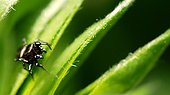 Spider watching his prey in the lawn in Mayenne 