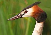 Portrait of a Great Crested Grebe on a pond of Mayenne 