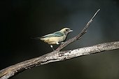 Burnished-buff tanager perched on a branch Brazil