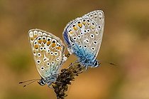 Accouplement d'Argus bleus roi dans une prairie sèche