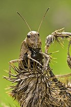 Un Criquet sur une fleur dans une prairie sèche en Bavière