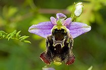 Une Ophrys bourdon dans une prairie sèche en Alsace