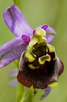 Une Ophrys bourdon dans une prairie sèche en Alsace